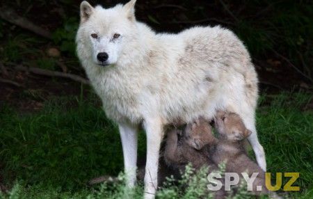 nature-animals-wolves-priroda