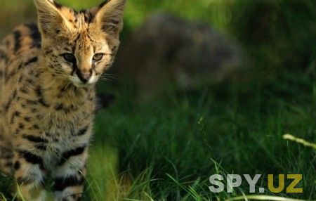 serval-dikaya-koshka-kotenok