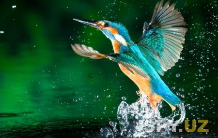 kingfisher-lake-water