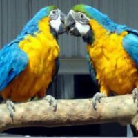 Биологи объяснили уникальные способности попугаев