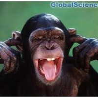 У шимпанзе есть свои моральные принципы