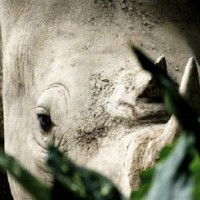 В Испании найден самый полный скелет древнего носорога