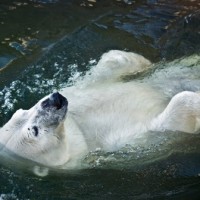 Экологи предсказали исчезновение белых медведей