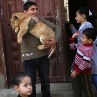 В жилом доме в секторе Газа жили львята