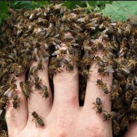 В отеле Канады выращивают свёклу и разводят пчёл