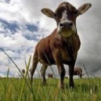 В Крыму выявлен лейкоз у коров