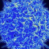 Ученые изменили T-клетки с помощью генетической методики