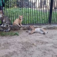 Домашняя кошка выкормила рысенка в зоопарке Новосибирска