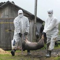 Африканская свиная чума наступает на Ригу