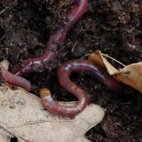 Ученые раскрыли секрет «всеядности» дождевых червей