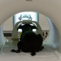 Нейрофизиологи обнаружили в мозге собак особую зону
