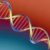 Ученые: гены влияют на политические убеждения человека