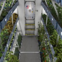 На МКС впервые попробуют овощи, выращенные в космосе