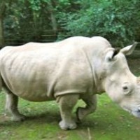 В США хотят клонировать белого носорога