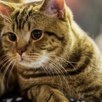 Ученые раскрыли природу синдрома «Тома и Джерри» у кошек