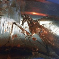 Палеонтологи обнаружили в куске янтаря хищного таракана