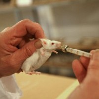 Биологи научились блокировать боль у мышей при помощи света