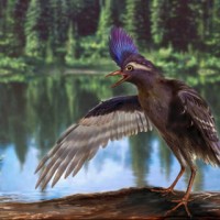 Ученые нашли древнейшего предка птиц