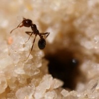 Учёные раскрыли секреты строительства тоннелей муравьями