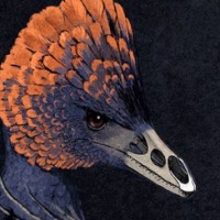 «Курицезавр» помог ученым выяснить, как возник клюв у птиц