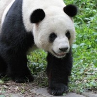 В пандах ученые заподозрили скрытых хищников