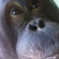Орангутанги из Великобритании научились делать селфи