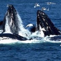 Гигантские киты терроризируют GTA 5