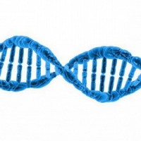 Искусственная ДНК сымитировала поведение природной двойной спирали