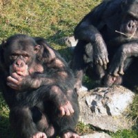 Ученые нашли у шимпанзе способности к приготовлению еды