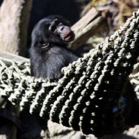 Ученые открыли у шимпанзе кулинарные способности