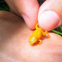 В Бразилии нашли семь видов крохотных лягушек