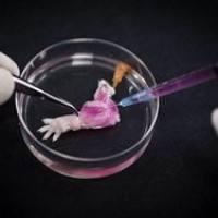 Ученым удалось вырастить искусственную ногу крысы