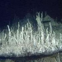 В тихом океане обнаружены гидротермальные источники