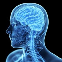 В головном мозге нашли лимфатическую систему