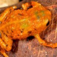 В Бразилии обнаружено семь новых видов лягушек
