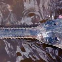 "Непорочное зачатие" не спасет вымирающую рыбу-пилу