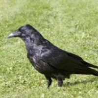 Немецкие ученые доказали, что вороны умеют считать