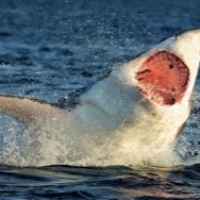 Акула стала жертвой ДТП во Флориде