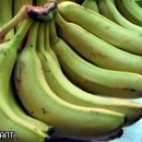 Мир может остаться без бананов из-за опасного грибка