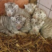 В Клайпедском зоопарке тигрица привела 5 белых тигрят