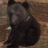 Семья из Коми отдала медвежонка-найденыша в омский цирк