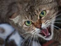 Агрессивная кошка в США несколько часов держала хозяев на улице