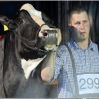 Леди Гагу признали самой красивой коровой в Германии