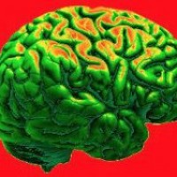 Ученые: объем головного мозга зависит от группы крови