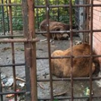 Медведей-алкоголиков из Сочи оставят в реабилитационном центре