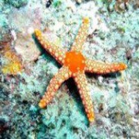 У морских звезд обнаружена уникальная способность
