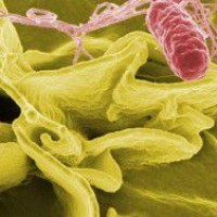 Опасные бактерии помогут в борьбе с раком