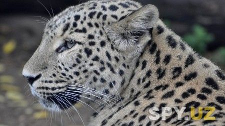 leopard-persidskiy-morda