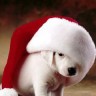 Xmas_Pooch