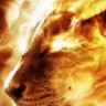 Lion_Fire